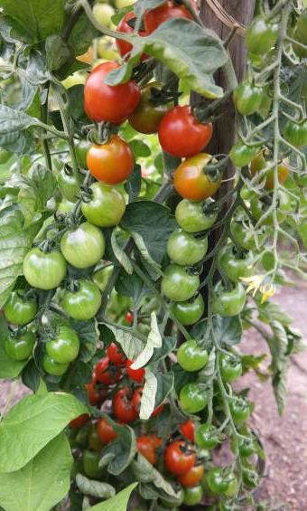 Bio Garten Anbauplan Fur Ihr Bio Beet