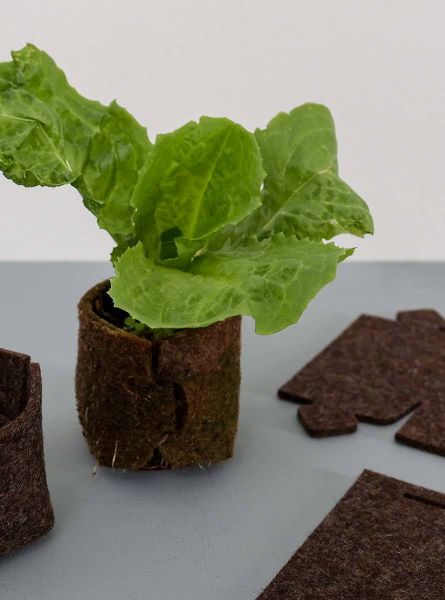 Filztopf mit Salatpflanze