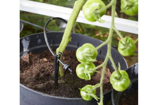 Tomate mit Tropfer Erweiterung der Solarbewässerung