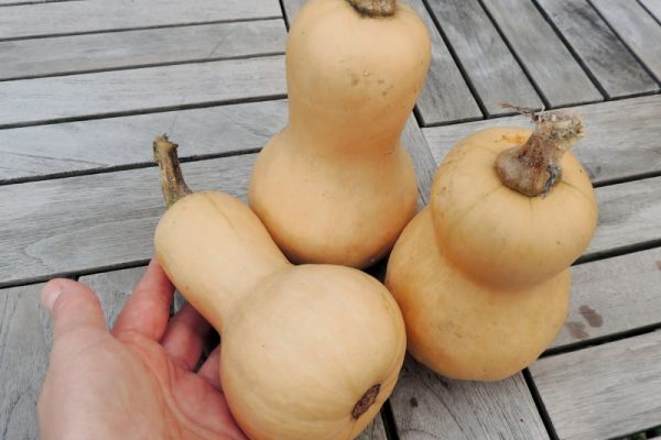 Kürbis 'Mini Butternut'; ReinSaat©