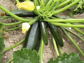 Zucchini 'Black Beauty' ©ReinSaat