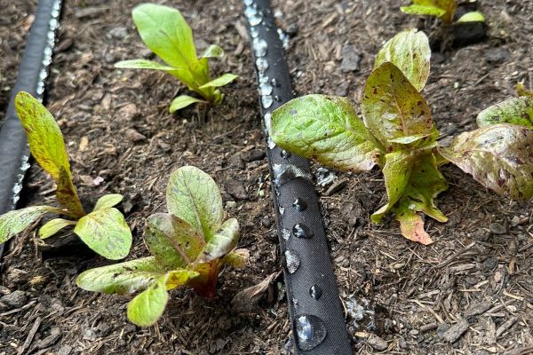 poröser Bewässerungsschlauch liegt zwischen Salat und bewässert