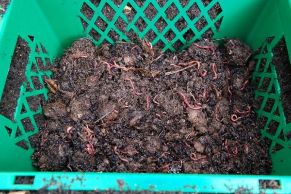 Wurmbox mit Kompostwürmern und Startfutter